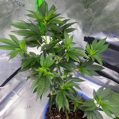 Pure Michigan growlog timeline photo