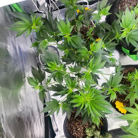 Pure Michigan growlog timeline photo