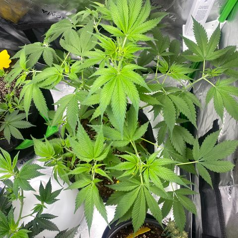 HoneyCream 1 growlog timeline photo