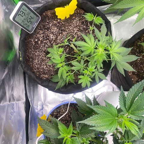Auto star #2 growlog timeline photo