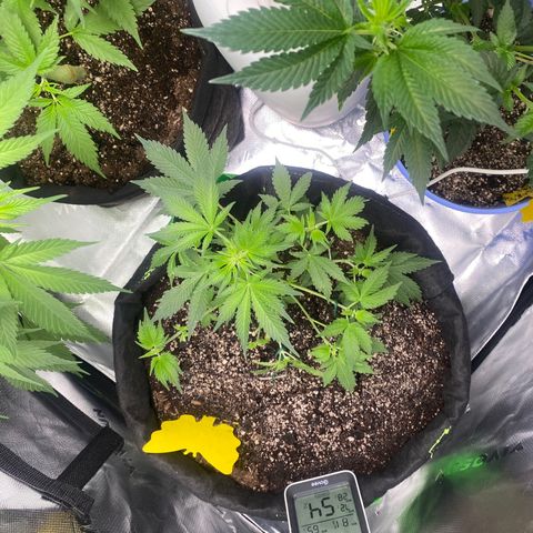 Auto star #2 growlog timeline photo