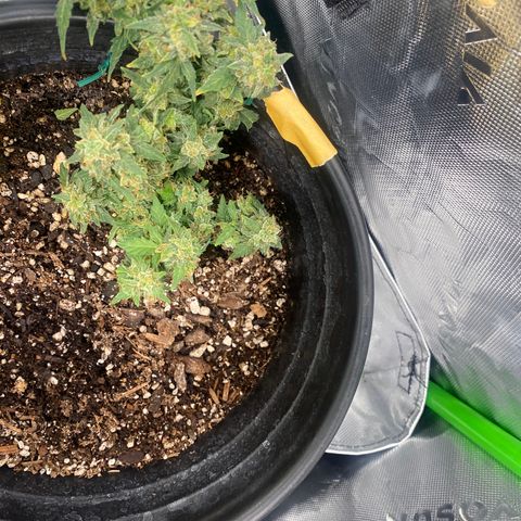 Star 1 growlog timeline photo
