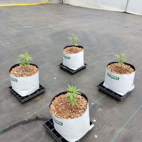 Northern Lights growlog timeline photo