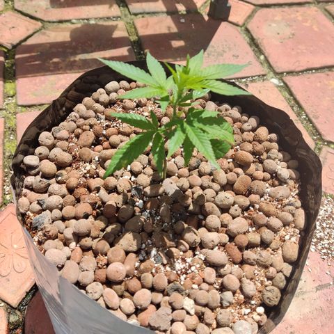 Northern Lights growlog timeline photo