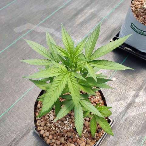 Northern Lights growlog timeline photo