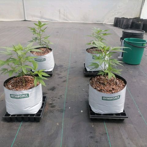 Northern Lights growlog timeline photo