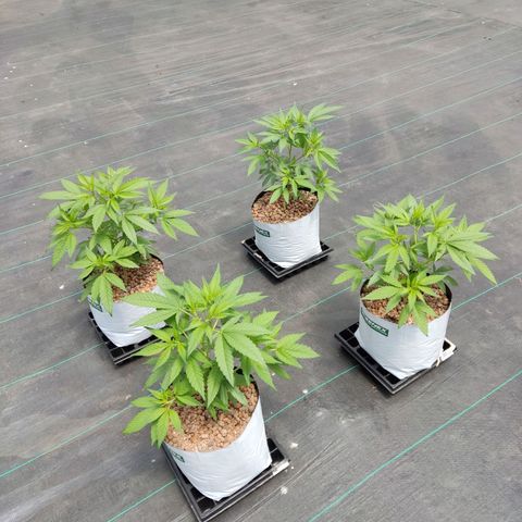Northern Lights growlog timeline photo