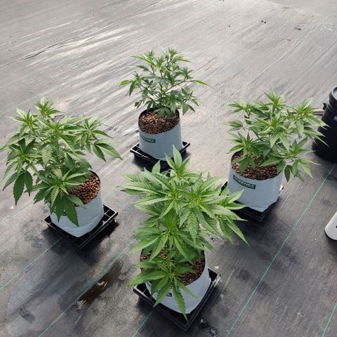 Northern Lights growlog timeline photo