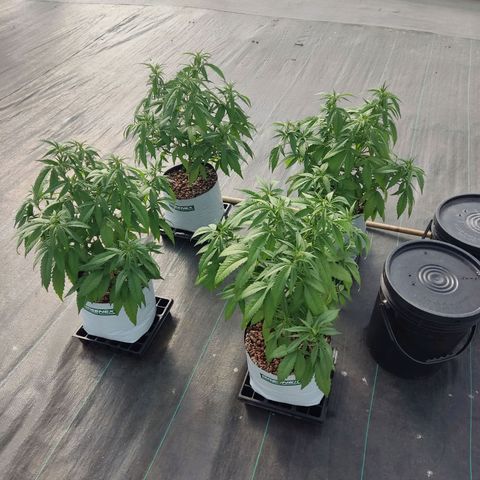 Northern Lights growlog timeline photo