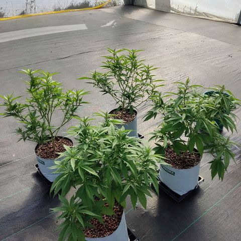 Northern Lights growlog timeline photo
