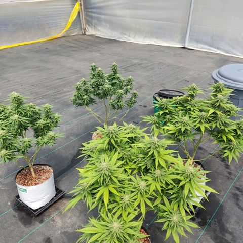 Northern Lights growlog timeline photo
