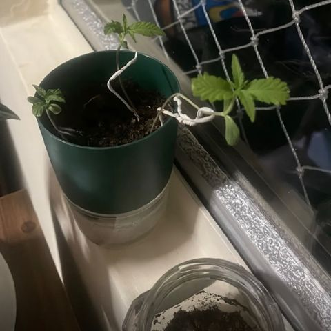 Manga Rosa growlog photo: 3 no mesmo pote esperando chegar mais terra