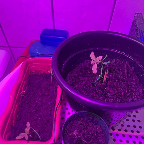 Manga Rosa growlog timeline photo