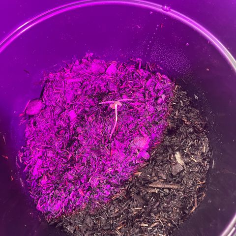 Manga Rosa growlog timeline photo