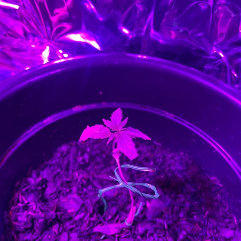 Manga Rosa growlog photo: Plantas principais parecem ter resistido bem ao transplante. 