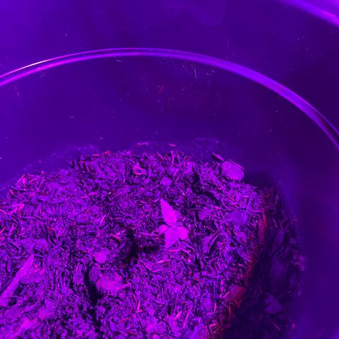 Manga Rosa growlog photo: Plantas principais parecem ter resistido bem ao transplante. 