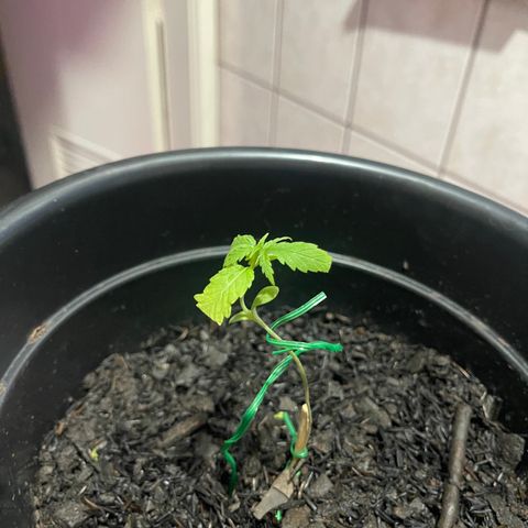 Manga Rosa growlog photo: Mais antiga aparenta um pouco murcha, apesar de nutrida e regada