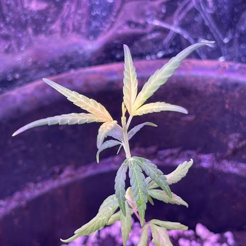 Manga Rosa growlog timeline photo