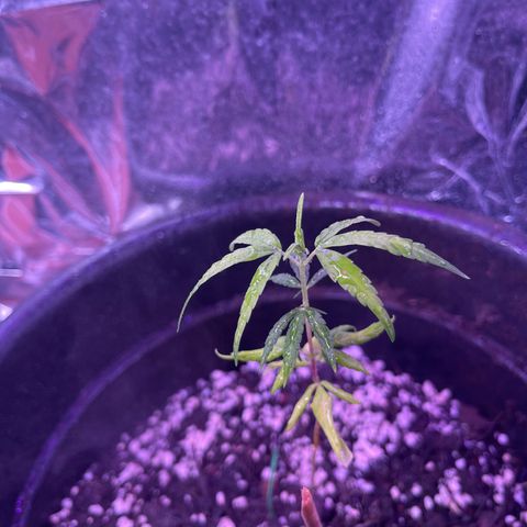 Manga Rosa growlog timeline photo