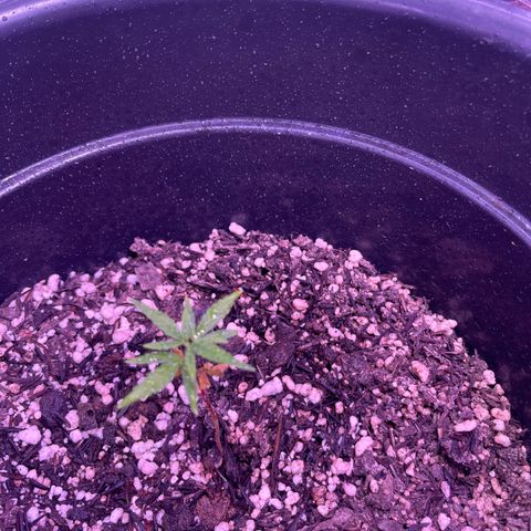 Manga Rosa growlog timeline photo