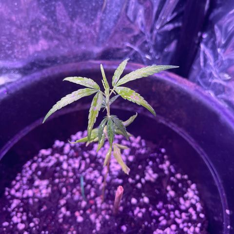 Manga Rosa growlog timeline photo