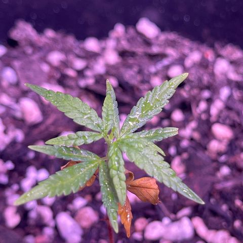 Manga Rosa growlog timeline photo