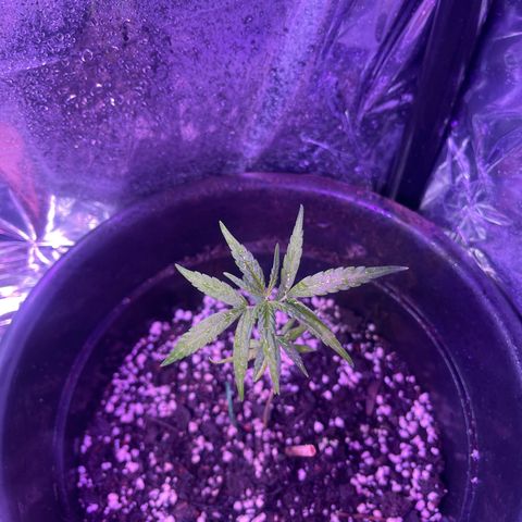 Manga Rosa growlog timeline photo