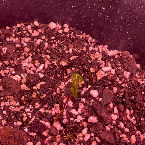 Manga Rosa growlog timeline photo