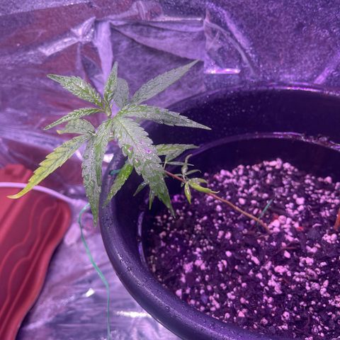 Manga Rosa growlog timeline photo
