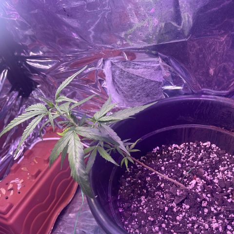 Manga Rosa growlog timeline photo