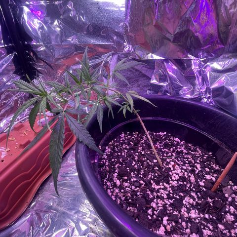 Manga Rosa growlog timeline photo