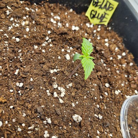 Gelato Glue Auto growlog timeline photo