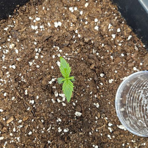 Gelato Glue Auto growlog timeline photo