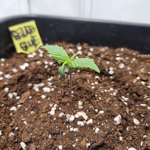 Gelato Glue Auto growlog timeline photo