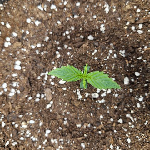 Gelato Glue Auto growlog timeline photo