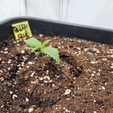 Gelato Glue Auto growlog timeline photo