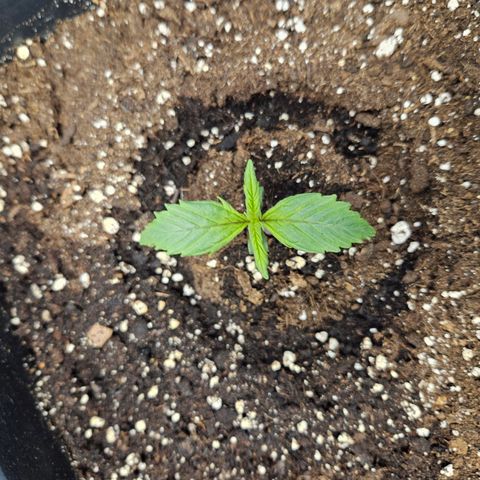 Gelato Glue Auto growlog timeline photo