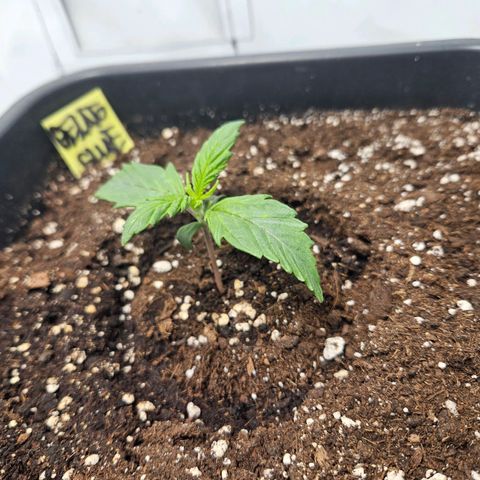Gelato Glue Auto growlog timeline photo