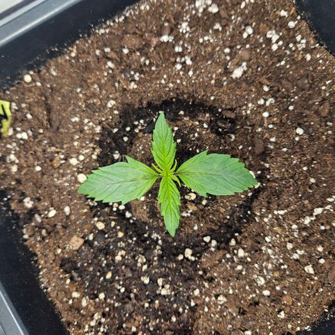 Gelato Glue Auto growlog timeline photo