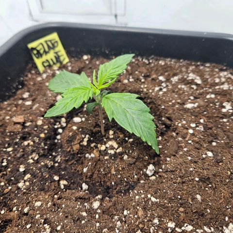 Gelato Glue Auto growlog timeline photo