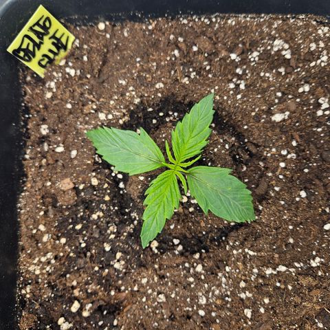 Gelato Glue Auto growlog timeline photo