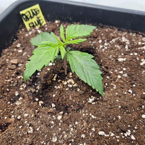 Gelato Glue Auto growlog timeline photo