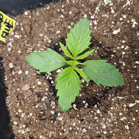 Gelato Glue Auto growlog timeline photo