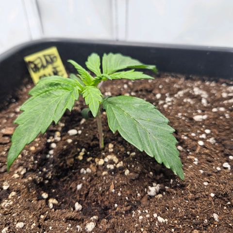 Gelato Glue Auto growlog timeline photo