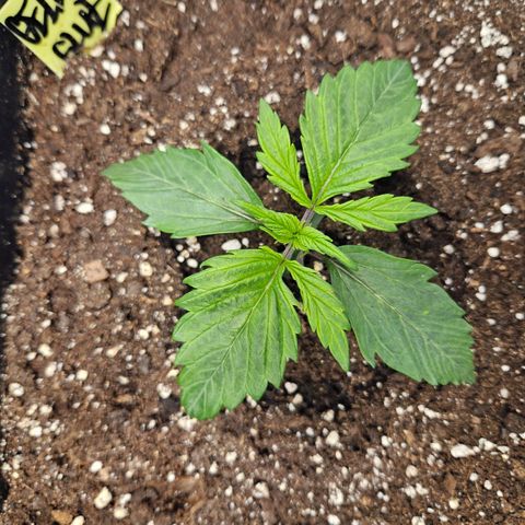 Gelato Glue Auto growlog timeline photo