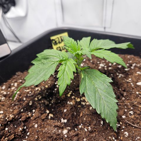 Gelato Glue Auto growlog timeline photo