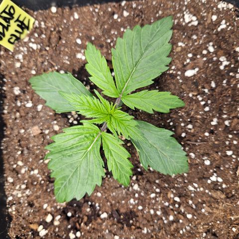 Gelato Glue Auto growlog timeline photo