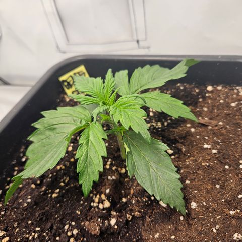 Gelato Glue Auto growlog timeline photo