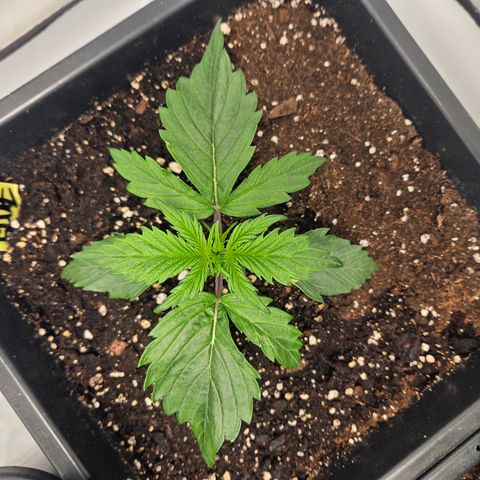 Gelato Glue Auto growlog timeline photo