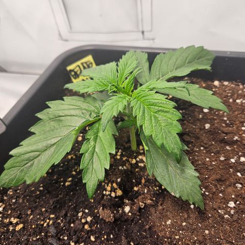 Gelato Glue Auto growlog timeline photo